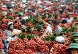 Vì sao giá vải thiều đang cao gấp 3 lần năm trước?