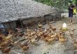 Tiêu hủy hơn 10.000 con gà mắc cúm A/H5N6 tại Bà Rịa-Vũng Tàu