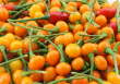 Giá 50 triệu đồng/kg, ớt chaparita có gì đặc biệt mà đắt khủng khiếp vậy?