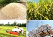 Xuất khẩu gạo Thái Lan, Việt Nam dự kiến hưởng lợi vì giá hỗ trợ tối thiểu của Ấn Độ

