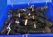 Thực hư tôm hùm Alaska giá 170.000 đồng/kg
