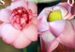 Phân biệt hoa sen và hoa quỳ để tránh bị mua nhầm