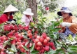 Sau dịch Corona, cần mở rộng thị trường xuất khẩu tránh phụ thuộc Trung Quốc