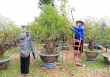 Làng đào Nhật Tân tuốt lá chuẩn bị cho vụ Tết Nguyên đán 2025