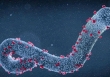 WHO cảnh báo nguy cơ bùng phát virus Marburg ở châu Phi