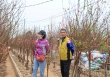 Làng trồng đào Nhật Tân nhộn nhịp những ngày cận Tết 