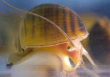 Ốc bươu vàng Nam Mỹ mở ra hy vọng mới cho nghiên cứu tái tạo mắt