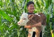 Chuyện nghề bác sĩ thú y ở nông thôn: Cả ngày 'lặn ngụp' trong chuồng gia súc, hy sinh giấc ngủ để cứu lấy cả gia tài của dân làng
