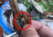 Kinh hãi 'cả gia đình' giòi bò ngoe nguẩy trong chiếc chân gà ở quán ốc