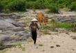 Chê con dâu ở nhà cả ngày mà không mua nổi thịt tươi, chị hàng xóm bê nguyên con bò về tặng mẹ chồng