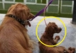 Nhà nuôi chó Golden và chó Poodle, chủ ngỡ ngàng trước kết quả của cuộc tình “vụng trộm”