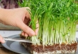 Ăn rau mầm trồng từ hạt giống rau lớn có nguy cơ bị ung thư?