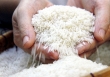 Chưa sản xuất đại trà giống gạo ngon nhất thế giới ST25