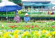 Làng hoa Sa Đéc thu phí tham quan vấp phải nhiều ý kiến trái chiều
