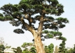 Cây tùng bonsai trị giá 6 tỷ đồng của người nông dân gốc Bình Định