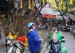 Thú vui chơi đào ngày Rằm tháng Giêng của người dân Hà Nội