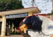 Khởi tố vụ án hình sự đường dây mua bán trinh tiết trẻ em ở Ba Vì
