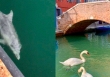 Thực hư về hình ảnh  thiên nga và cá heo bơi lội ở kênh đào Venice giữa bão dịch bệnh