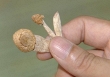 Nấm ma túy lần đầu tiên xuất hiện ở Hà Nội