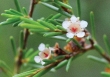 Chổi sể tôi ơi!