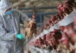 Lần đầu tiên thế giới ghi nhận cúm A H5N8 lây từ gia cầm sang người