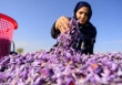 Nữ doanh nhân của 'kho vàng đỏ' Afghanistan tuyên bố ở lại quê hương, đấu tranh cho phụ nữ
