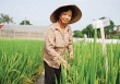 Anh hùng lao động Nguyễn Thị Trâm - người mang tới những mùa vàng bội thu