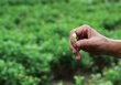 Tâm Ngọc, thảo dược từ tâm