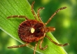 Cảnh báo một loại virus gây bệnh chết người đang lây lan nhanh