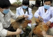 Bé gái 5 tuổi ở Phú Thọ nhiễm cúm A/H5N1