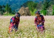 Những điểm du lịch ở Việt Nam bạn phải đến vào mùa Thu