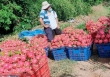 Thực hư thông tin siêu thị Anh ngừng bán thanh long Việt Nam