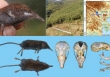 Phát hiện loài Chuột chũi vòi mới thuộc giống Uropsilus (Eulipotyphla: Talpidae) tại Tây Bắc, Việt Nam 