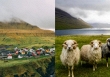 Faroe - quần đảo thiên đường của cừu và những ngôi nhà đầy sắc màu mọc trên cỏ xanh