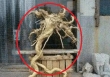Lão nông nhặt được khúc gỗ có hình dáng kỳ lạ, con trai vừa thấy đã tái mặt gọi điện báo cảnh sát