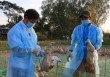 Ngăn chặn cúm gia cầm xâm nhập vào Việt Nam, lây nhiễm sang người