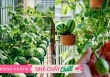Khu vườn dưa hấu mini trên ban công ''gây bão'' MXH xứ Trung: Có đến 10 giống khác nhau, chủ nhân quanh năm tha hồ thu hoạch