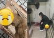Vụ cún cưng của Châu Bùi mất khi bay ra Hà Nội: Chị ruột bức xúc lên tiếng, dịch vụ vận chuyển né tránh, khoá Fanpage