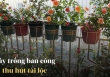 Ban công nhà giàu chuộng nhất 5 cây cảnh này: Thanh lọc không khí, tốt cho sức khỏe lại giúp chủ nhân hút may mắn