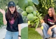 Mỹ Tâm khiến dân mạng 'mắt tròn mắt dẹt' khi 'flex' khu vườn siêu trái: Cây táo 2000 trái mọc như nho, xoài mọc sà xuống tận sát mặt đất