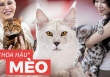 Hội con sen 'hộ tống' hoàng thượng đi thi nhan sắc: Cung phụng hết cỡ, cắt giảm chi tiêu của mình dành 100 triệu/tháng lo cho mèo