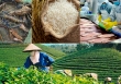 Bảo hộ chỉ dẫn địa lý và quyền thương hiệu
