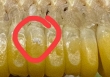 Xôn xao 'ổ trứng nhặng' trên bắp ngô của quán bánh tráng nổi tiếng Hà Nội: Nhân viên nói 'sữa ngô', dân mạng tranh cãi vì lý do bất ngờ