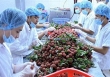 Bảo hộ chỉ dẫn địa lý và quyền thương hiệu