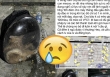 Chú mèo giá 80 triệu chết ngạt sau 5 tiếng trong cốp xe vận chuyển, thái độ của lái xe gây bức xúc khiến chủ mèo phải báo công an