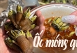 Món hải sản mang tên kinh dị nhưng lại ngon miễn chê, giá thành đắt đỏ có khi lên tới hàng triệu đồng mỗi kg