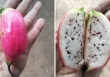 Loại quả kì lạ tại Việt Nam, nhìn tưởng chuối nhưng bổ ra lại giống thanh long