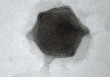 Phát hiện loại virus khổng lồ mới có khả năng lây nhiễm trên tảo nước ngọt.
