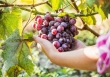 Cải thiện khả năng sinh tự nhiên ở nữ giới từ nho và rượu vang?