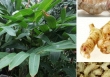 Nhà khoa học Việt phân lập thành công hợp chất hỗ trợ điều trị ung thư từ cây riềng